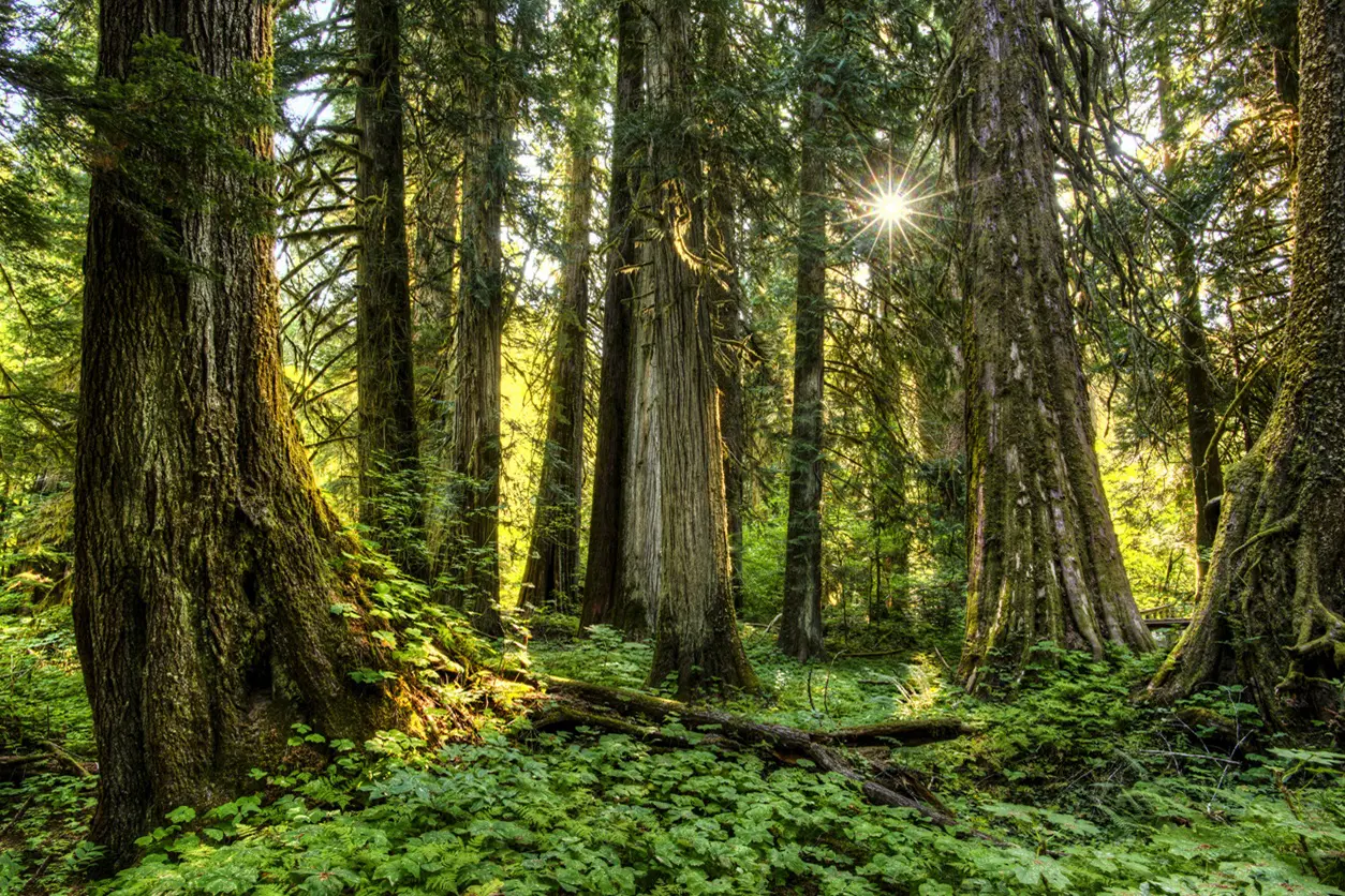 Sunlit forest with moss-covered trees.